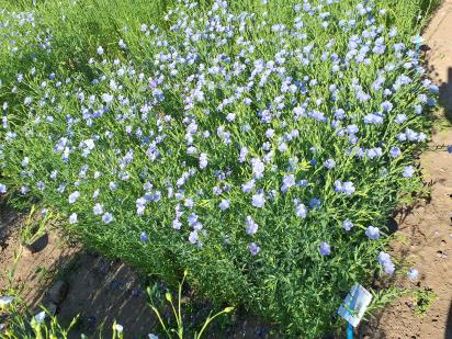 Click for 1 image(s) for this accession.